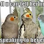 Funny bird pictures