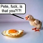 Funny bird pictures