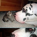 Cats and Dogs