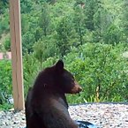 Bear in the tub