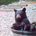 Bear in the tub