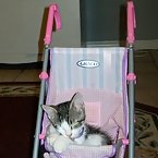 Buttons in baby doll stroller