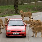 Animals and cars