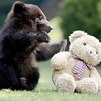 I wanna be the teddy bear