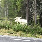 Albino Moose in the Wild
