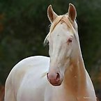 Albino Animals