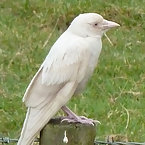 Albino Animals