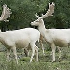 Albino Animals