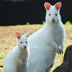 Albino Animals