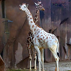 Albino Animals