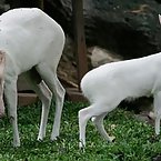 Albino Animals