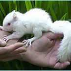 Albino Animals