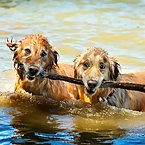 Golden Retrievers