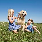 Golden Retrievers