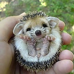 Hedgehogs are cute