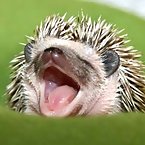 Hedgehogs are cute