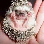 Hedgehogs are cute