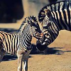 Striped Zebras