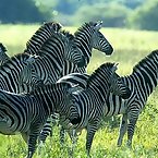 Striped Zebras