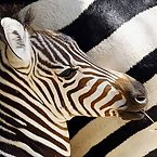 Striped Zebras