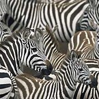 Striped Zebras