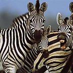 Striped Zebras