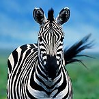 Striped Zebras