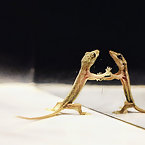 Rhino Ready for Summer