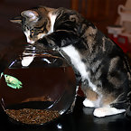 Cats and Fish