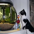 Cats and Fish