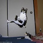 Kung fu cats