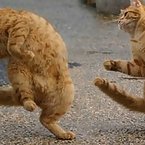 Kung fu cats