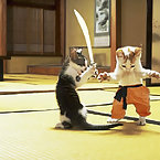 Kung fu cats