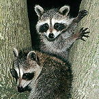 Raccoons