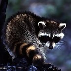 Raccoons