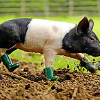 Pigs with rainboots