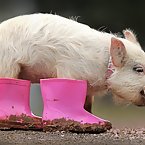 Pigs with rainboots