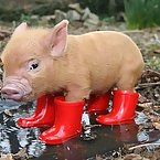 Pigs with rainboots
