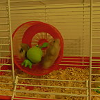 My hamsters