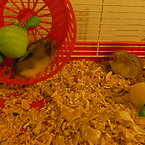 My hamsters