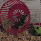 My hamsters