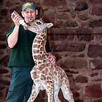 World's Smallest giraffe