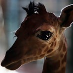 World's Smallest giraffe
