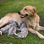 Golden Retriever raises tigers