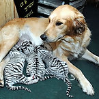 Golden Retriever raises tigers