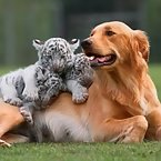 Golden Retriever raises tigers