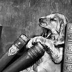 Talented Dogs