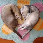 Ferrets