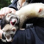 Ferrets