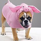 Funny Animal Costumes